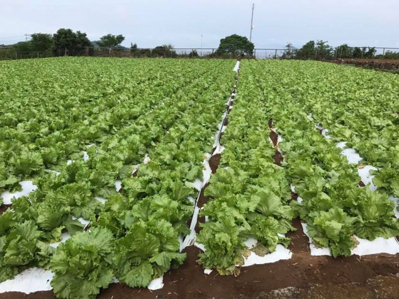 cây rau diếp tỉnh nagasaki cây rau diếp tỉnh nagasaki